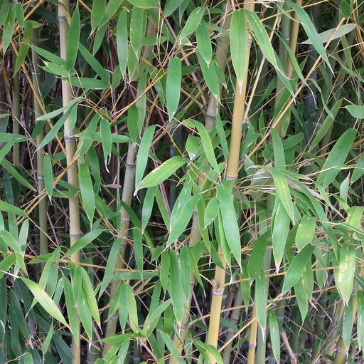 Bambou.512jpg